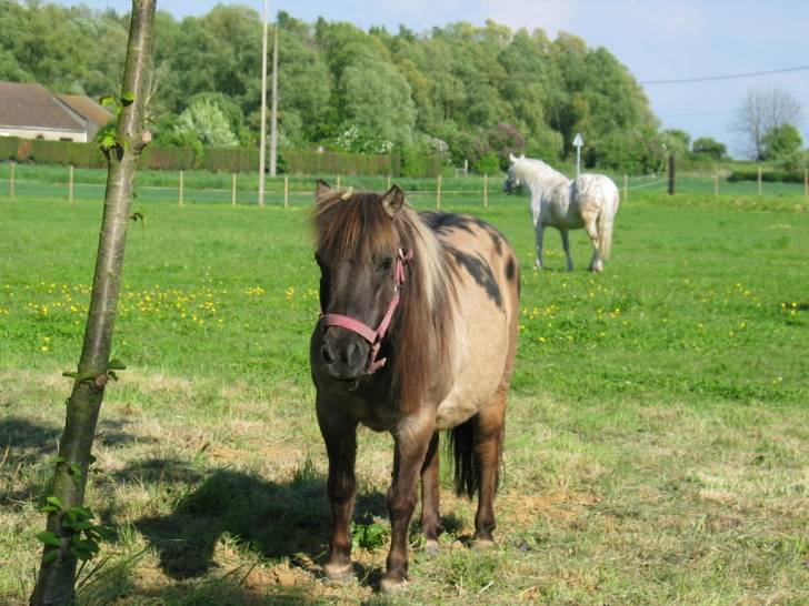 Feline - Femelle (20 ans)