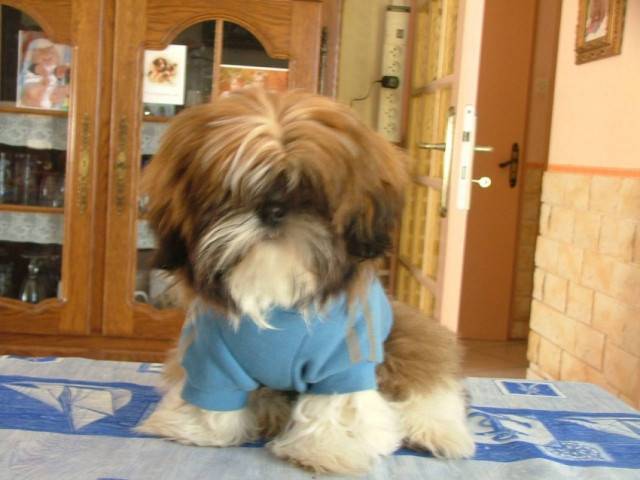 joey - Mâle (6 mois)
