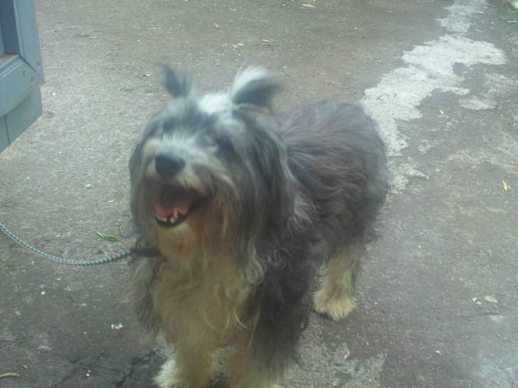 bobi - Mâle (7 ans)
