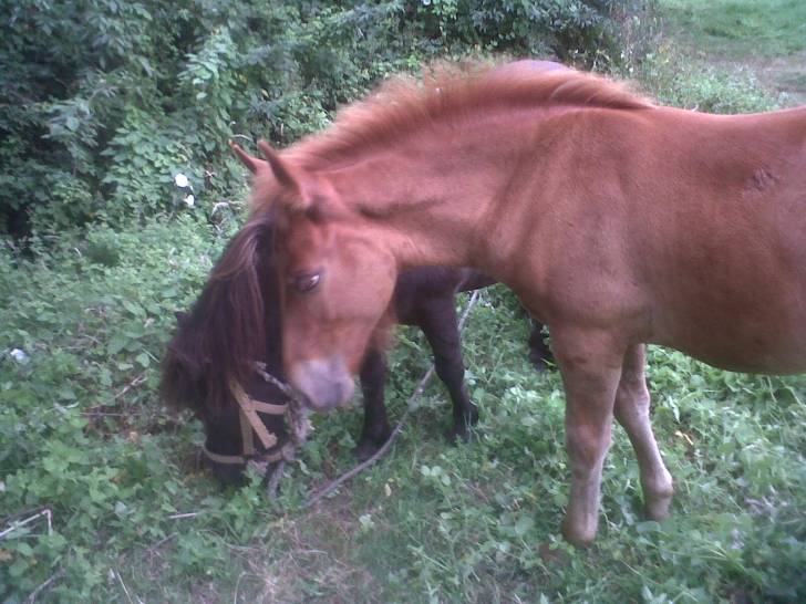 mordis y tornado - Mâle (8 mois)