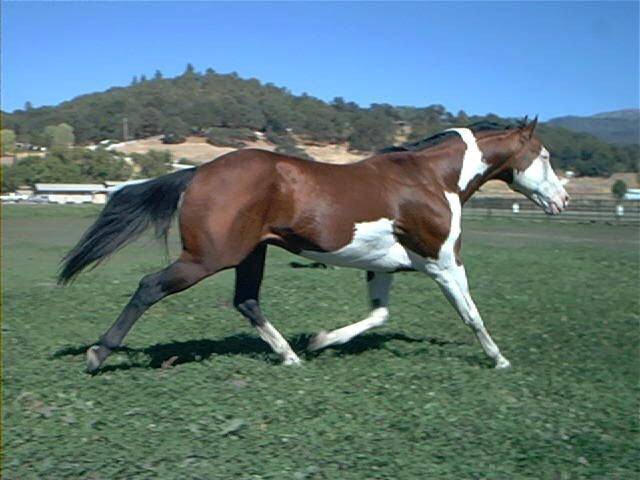 Cory - Mâle (7 ans)