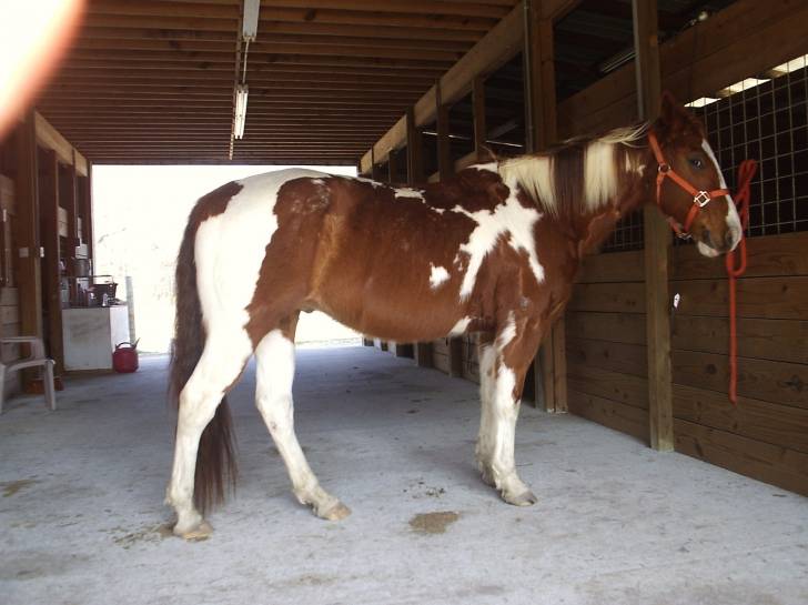 Chief - Mâle (8 ans)