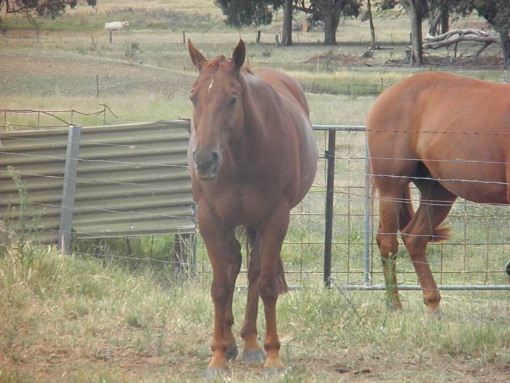 My Horse- Dylan - Mâle (13 ans)