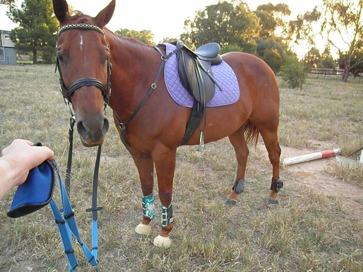 Dylan-Jump - Mâle (13 ans)