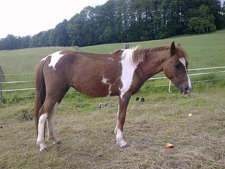Litle Chey - (2 ans)