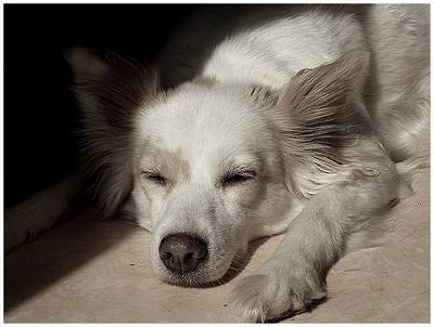 Missy - Femelle (16 ans)