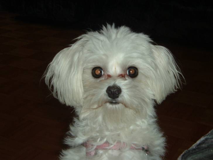 Candy - (3 ans)
