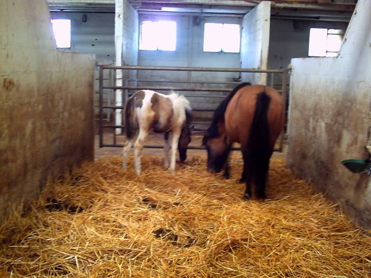 poulain(apostrophe) et kiwi sa maman -