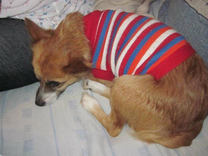 Kisu - Mâle (3 ans)