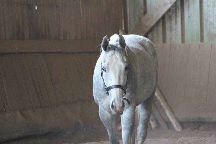 Blacky - Mâle (4 ans)
