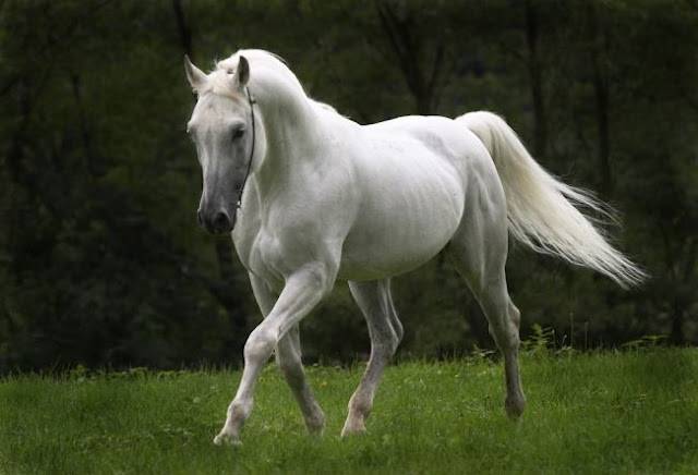 Speed - Mâle (4 ans)