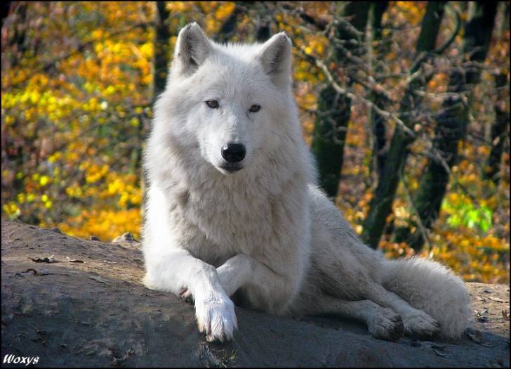Ice - (3 ans)
