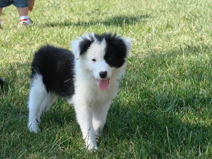 dylan - Mâle (2 ans)