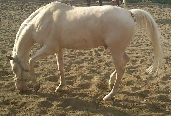 Ramses - Mâle (8 ans)