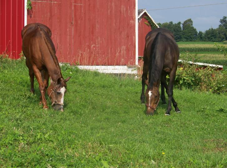 Pasture Time - Mâle (22 ans)