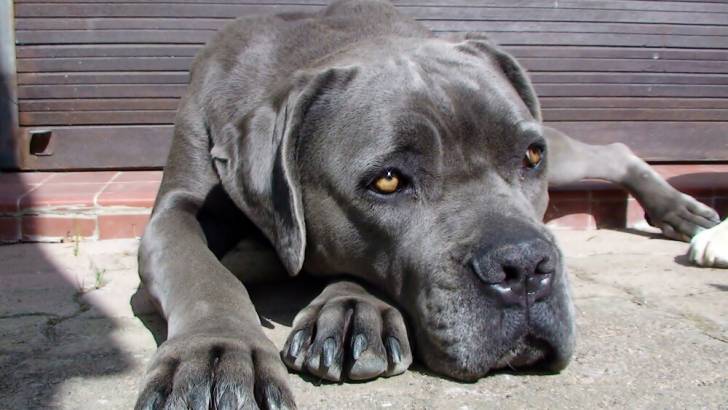 Alba - (4 ans)