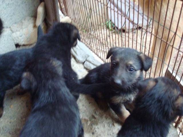 Rita - Femelle (7 ans)