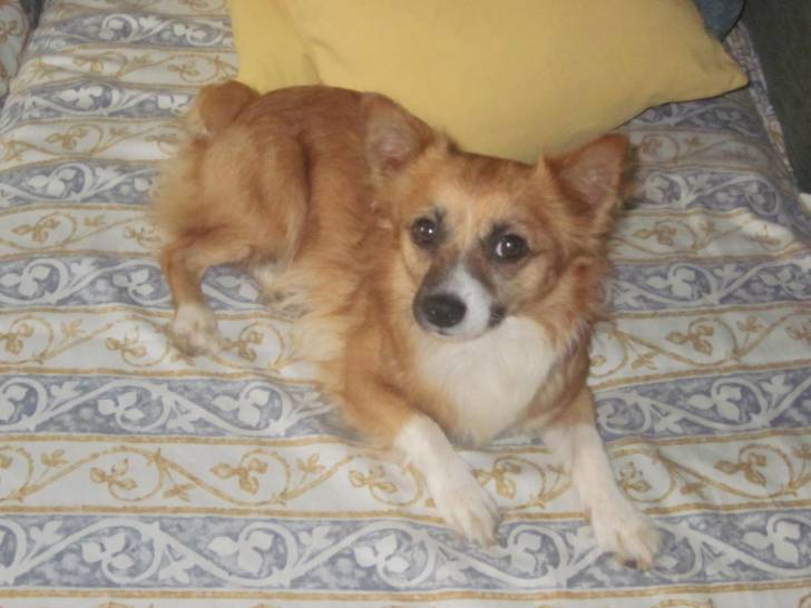 Kisu - Mâle (3 ans)
