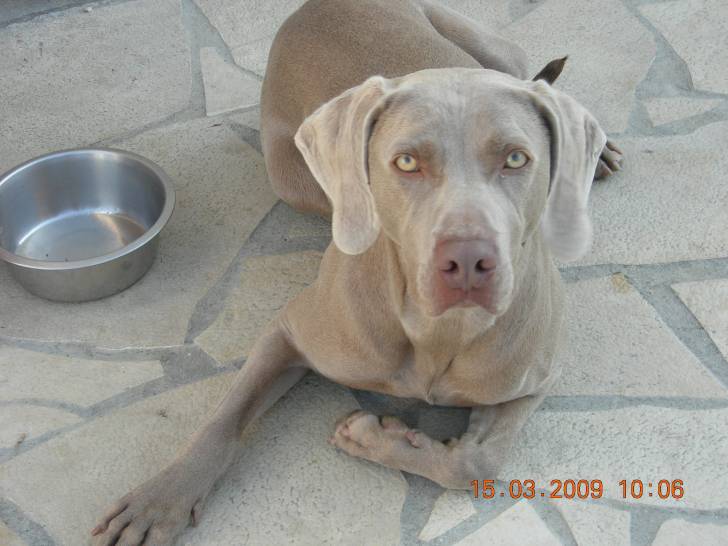 calie - Femelle (2 ans)