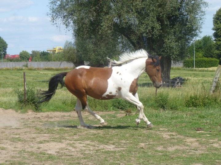 Cheyenne - (6 ans)