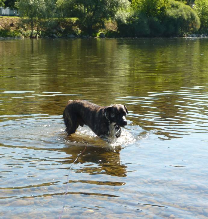 Watson - Mâle (3 ans)