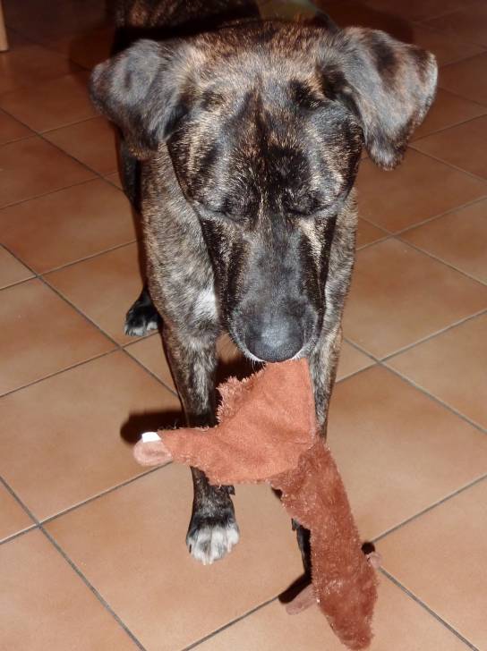 Watson - Mâle (3 ans)