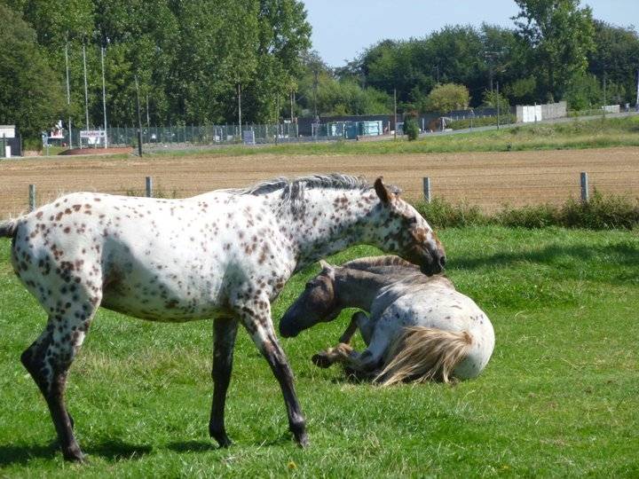 Aubade et Derick - (1 an)