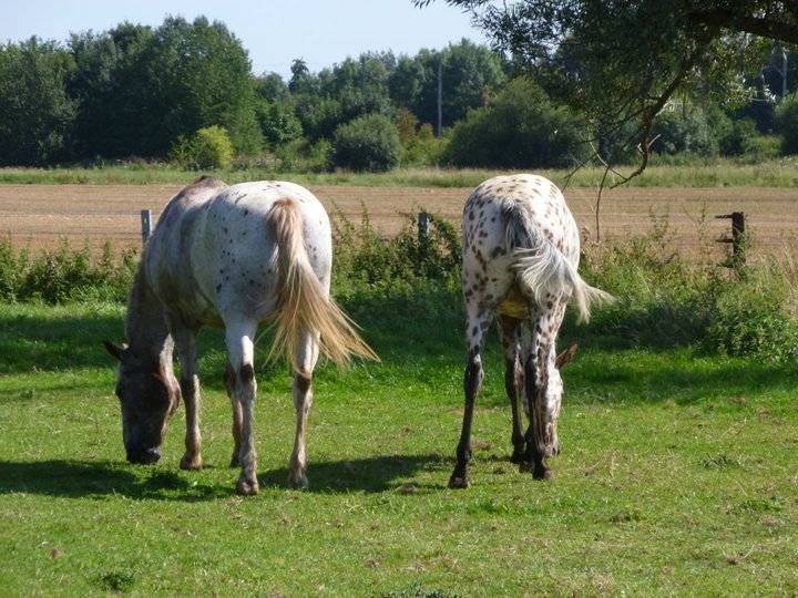 Aubade et Derick - (1 an)