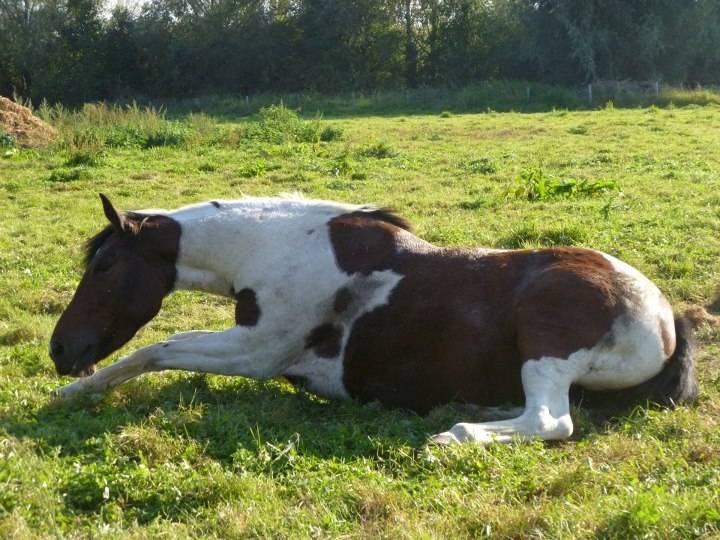 Cheyenne - (6 ans)