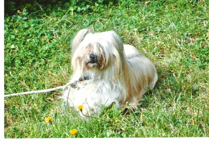Sissi - (8 ans)
