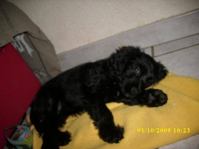 tessa - Femelle (2 mois)