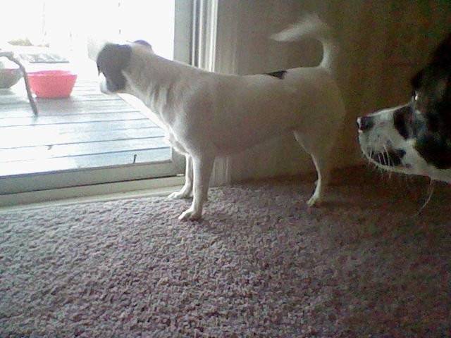 Roxy - (4 ans)