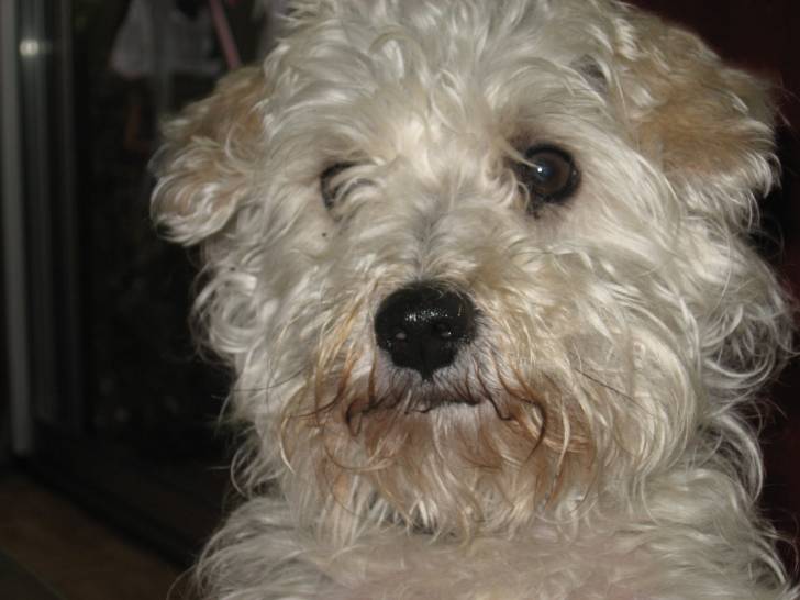 rox - Mâle (11 ans)