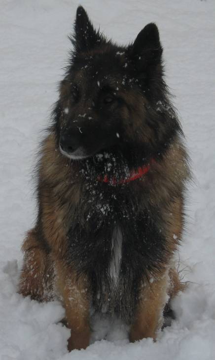 Cheyenne - (5 ans)