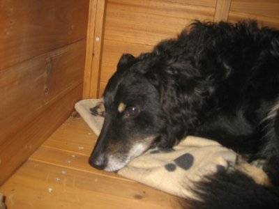 Polo - Mâle (9 ans)