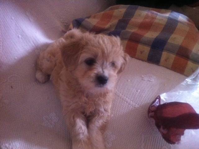 Tafi - (1 mois)
