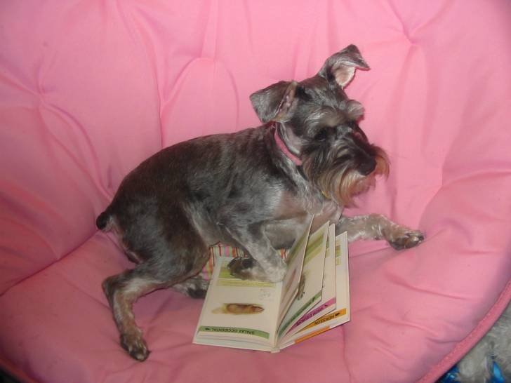 Lily - (3 ans)