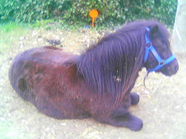 tornado - Mâle (17 ans)