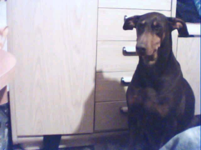 cocotte - Femelle (5 ans)