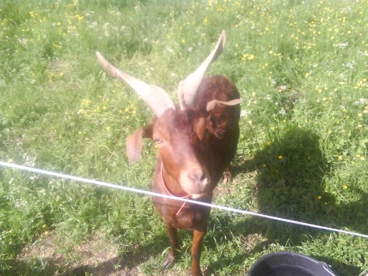 heidi - Femelle (8 ans)