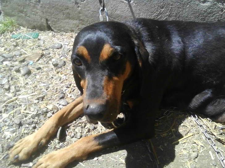 maya - Femelle (8 ans)