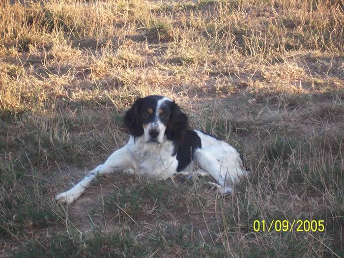 mirza - Femelle (8 ans)