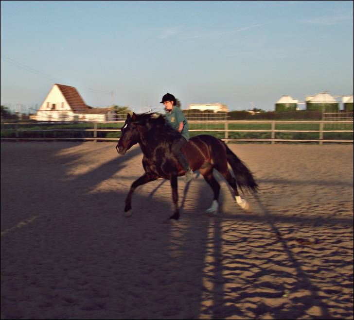 Yako - Mâle (14 ans)