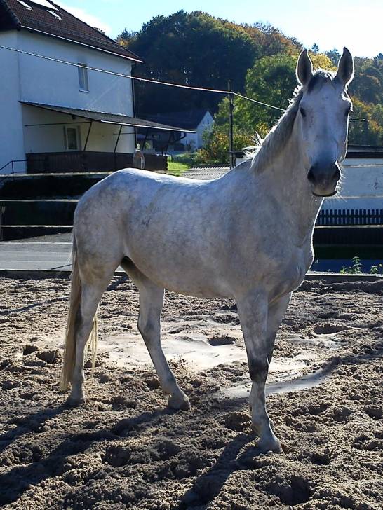 Asti Bavaria - Mâle (10 ans)