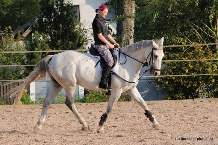 Asti Bavaria - Mâle (10 ans)