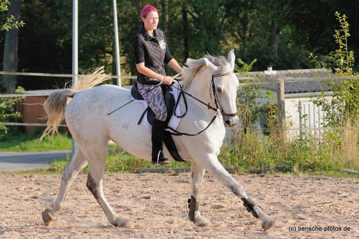 Asti Bavaria - Mâle (10 ans)