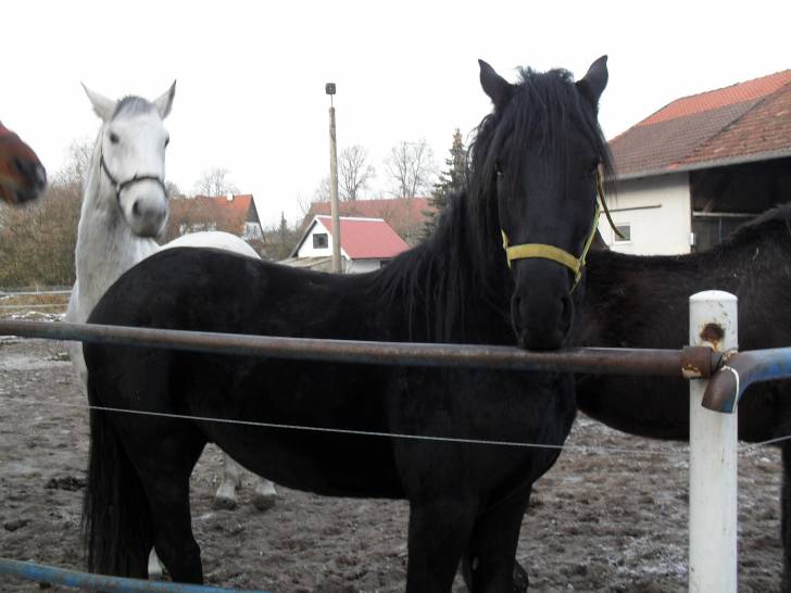 Garim - Mâle (3 ans)
