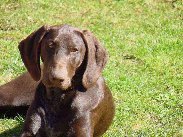 Tess - (6 ans)