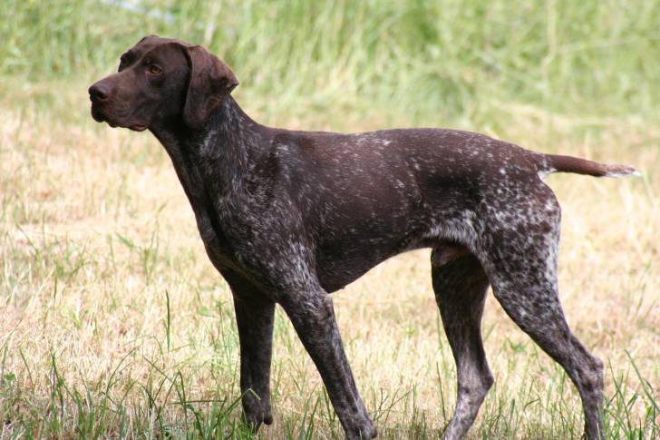 Napso - Mâle (5 ans)