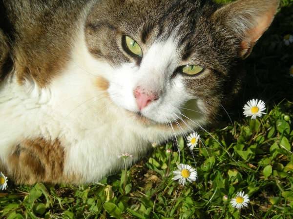 Mistie - (7 ans)